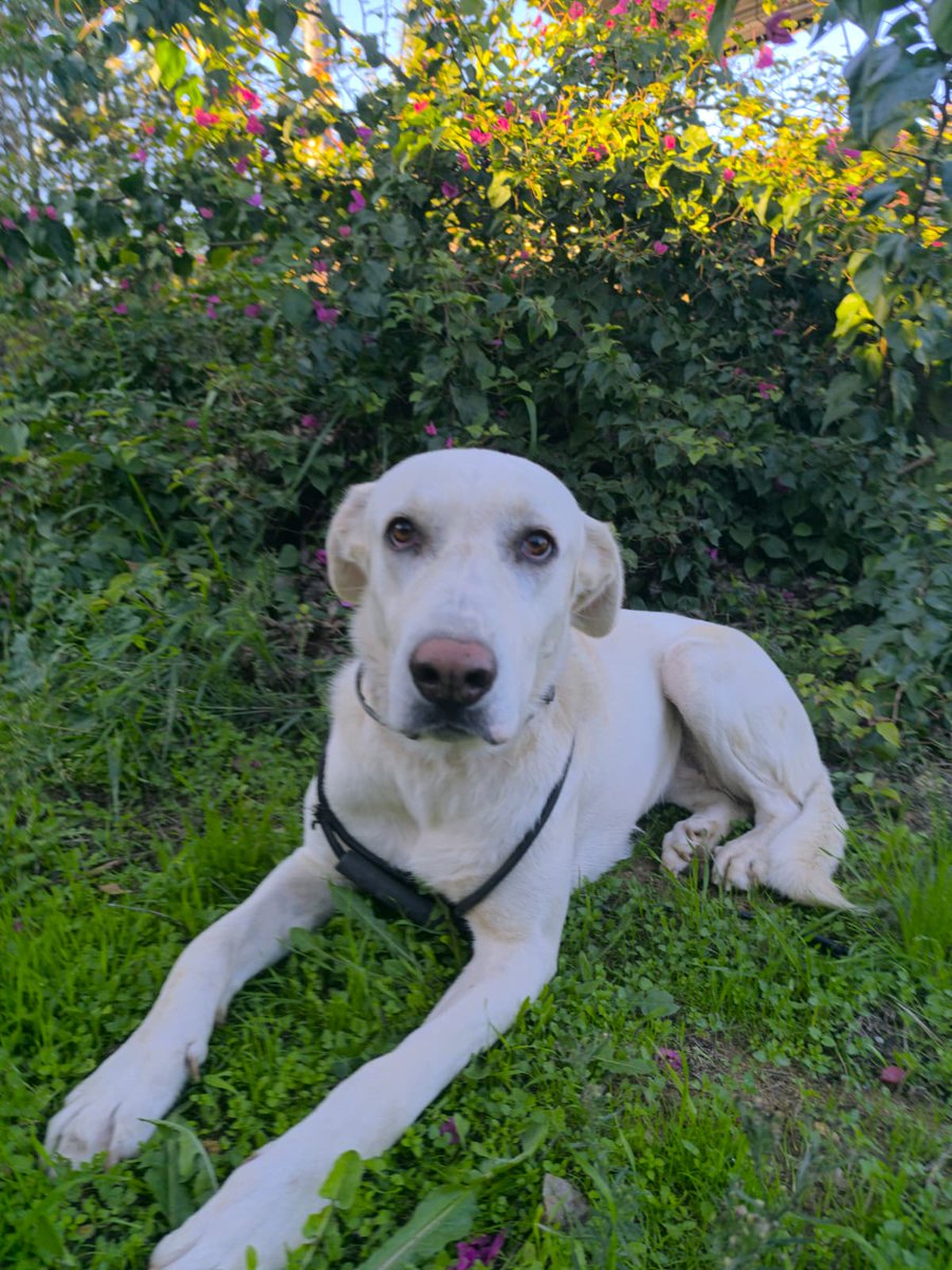 Es preciosa, realmente bellísima es un crucecito de Labrador y mastín con lo cual aunque no sea gigantesca tiene difícil adopción en este país de perros pequeños 😢

Copio :

🆘 *Necesita FAMILIA* 🆘
619810604
Sevilla,  puede viajar

Mix mastina con labrador hembra, 3 años, guapa