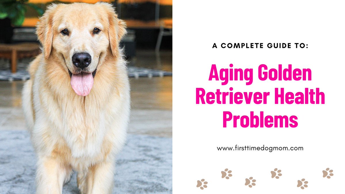 Aging Golden Retriever health problems can sneak up. Learn the key signs to watch for and simple ways to keep your senior Golden happy and healthy. Read more: 
firsttimedogmom.com/aging-golden-r…
#GoldenRetriever #SeniorDogs #DogCare #PetHealth #DogTips