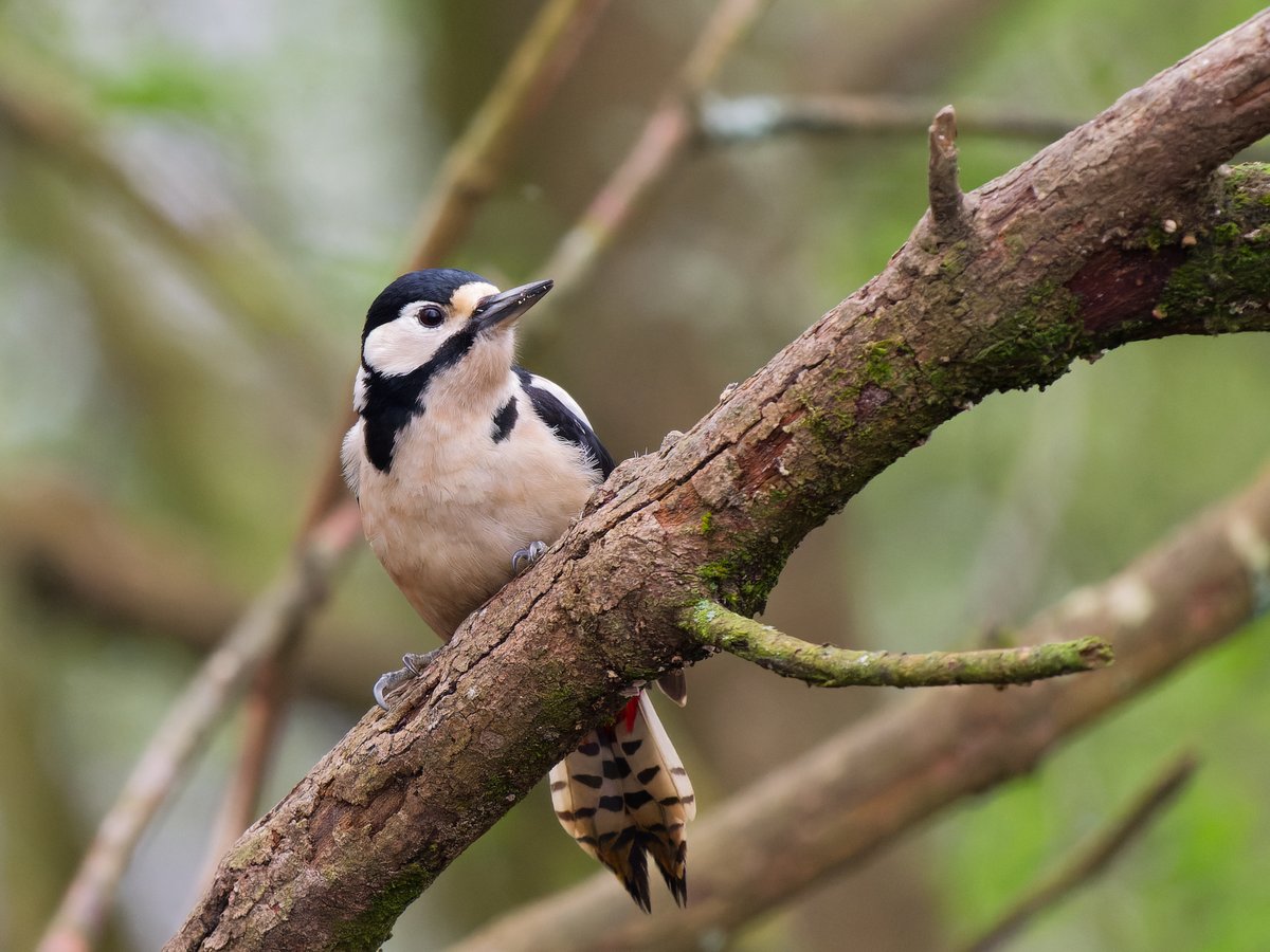 Michael Sanders tweet media