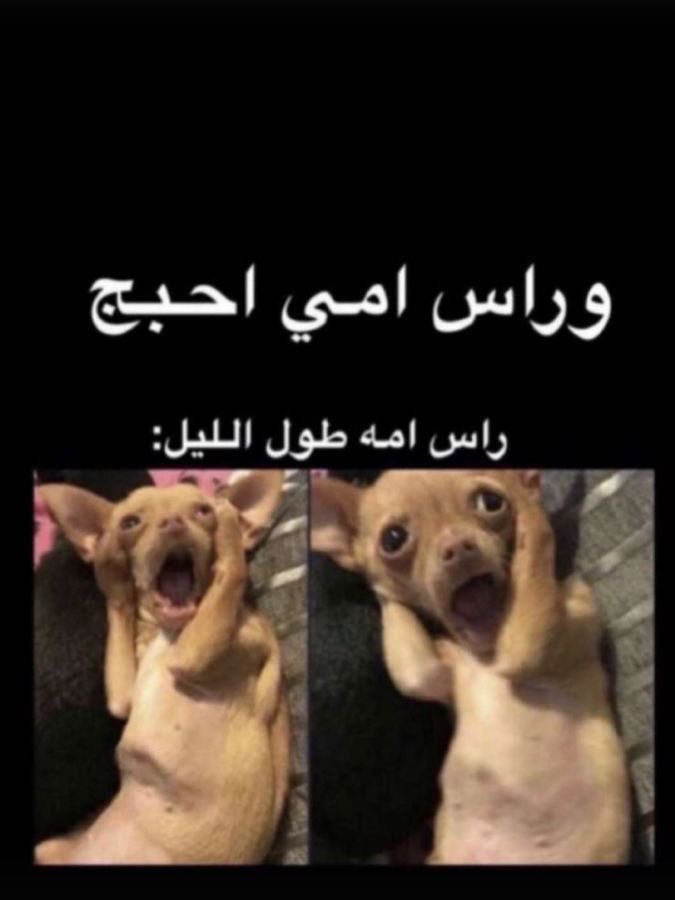 ابو عتب . tweet media