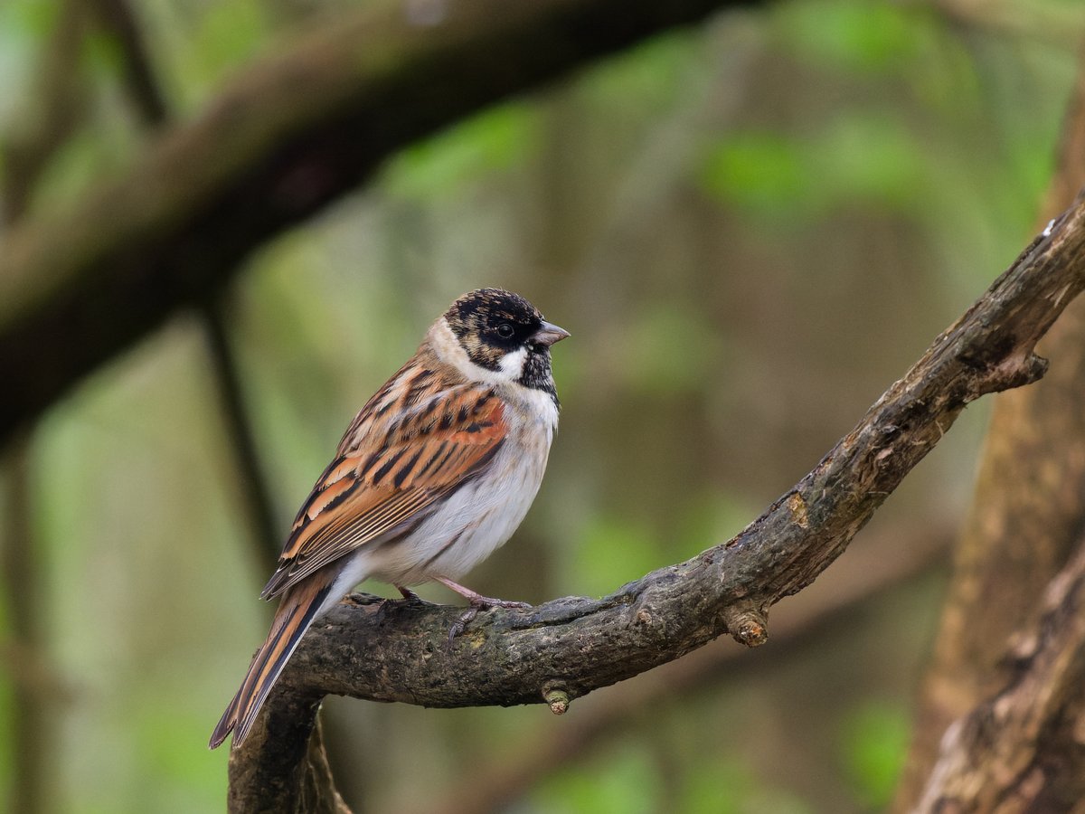 Michael Sanders tweet media