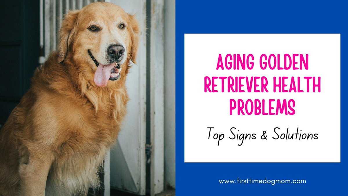 Is your Golden Retriever slowing down or snoring more? These could be signs of aging. Discover common health problems in senior Goldens and how to support them: 
firsttimedogmom.com/aging-golden-r…
#GoldenRetriever #DogHealth #SeniorDogs #DogCare #PetTips