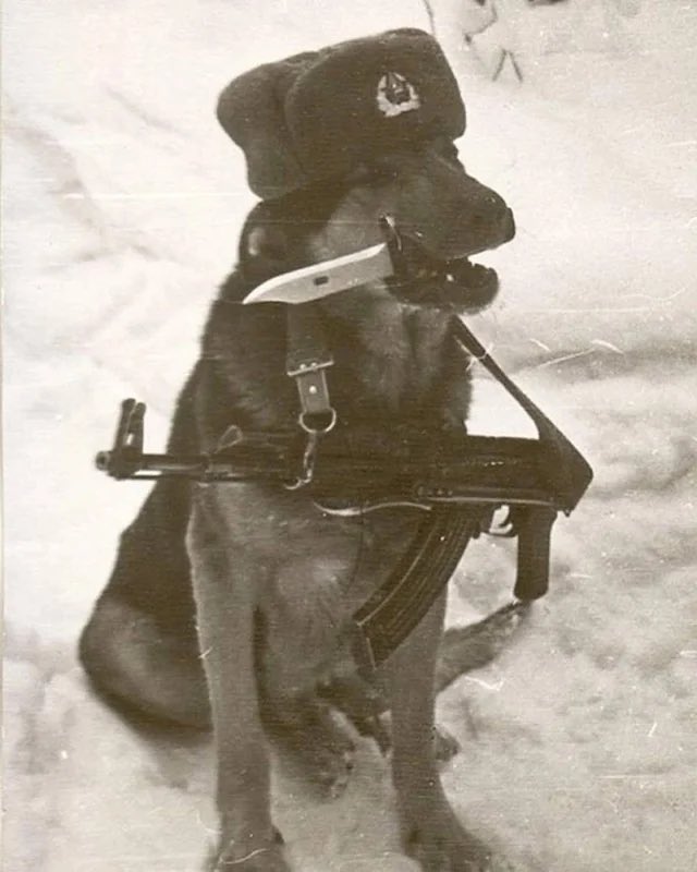 blackstar tweet media