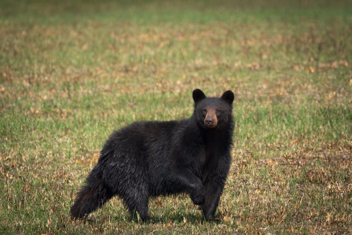 Visit Sevierville tweet media