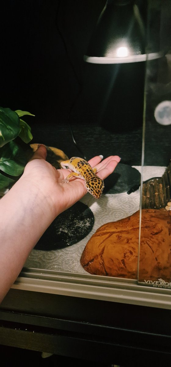 bats 🦇 tweet media