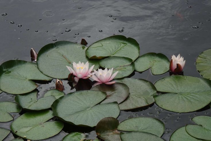 elemmiressoul's tweet photo. tranquility. https://t.co/i3oBNoKSlY