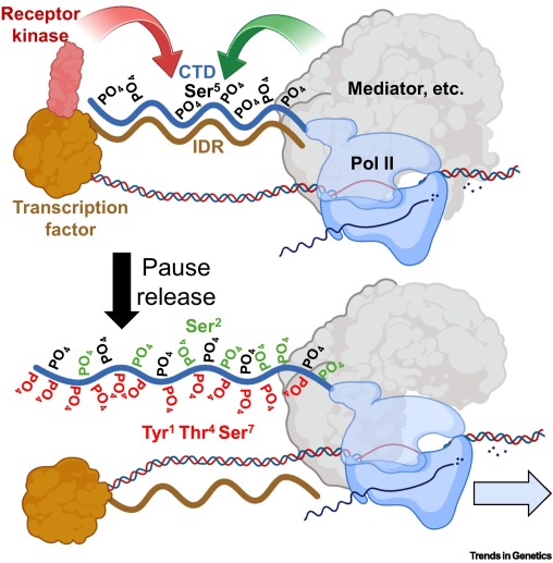 Trends in Genetics tweet media