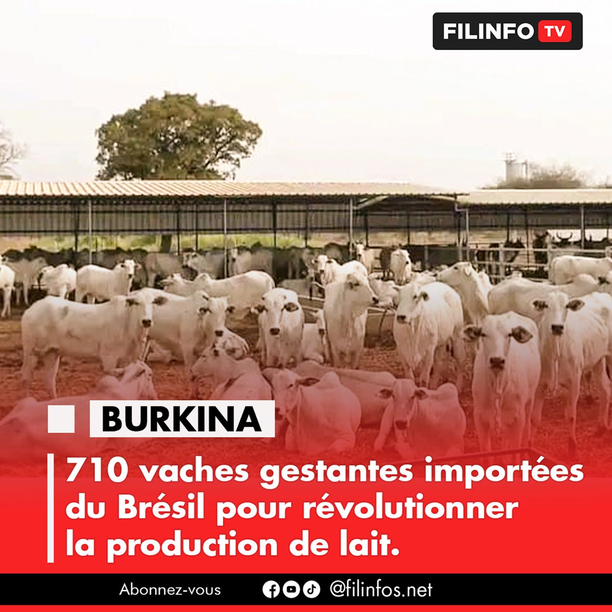 FILINFO TV tweet media