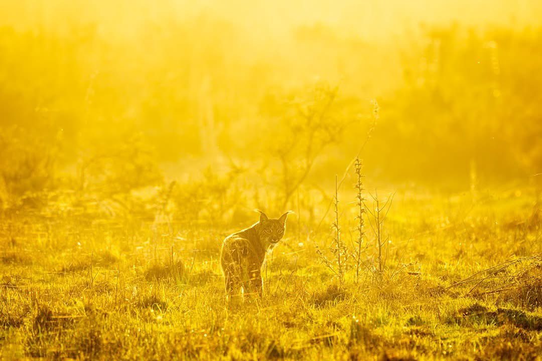 Francisco Romero I WildLife Photographer tweet media