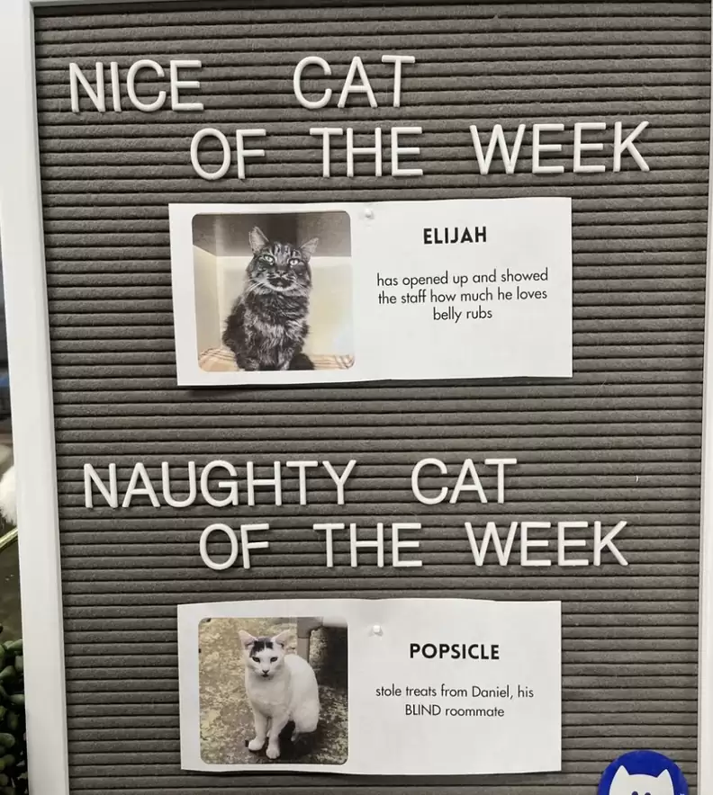 anythingjjba's tweet photo. Nice Cat of the Week: Koichi!
Naughty Cat of the Week: Scarlet Valentine... https://t.co/PjoYnyi1i5