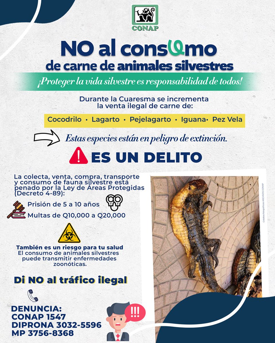 CONAPgt's tweet photo. ⚠️ #DENUNCIA ☎️👇
𝐄𝐥 𝐂𝐎𝐍𝐀𝐏 𝐫𝐞𝐜𝐮𝐞𝐫𝐝𝐚 𝐚 𝐥𝐚 𝐩𝐨𝐛𝐥𝐚𝐜𝐢𝐨́𝐧 que la comercialización de fauna silvestre constituye un delito sancionado por la Ley de Áreas Protegidas (Decreto 4-89), e insta a la ciudadanía a no adquirir este tipo de productos, https://t.co/yboosI2ZlU