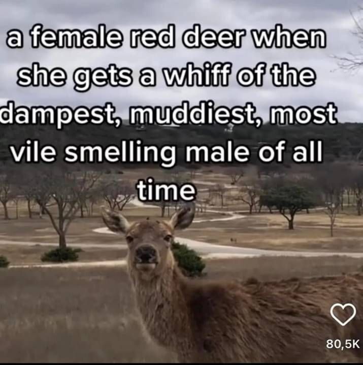 Deer in Places they Shouldn't Be tweet media