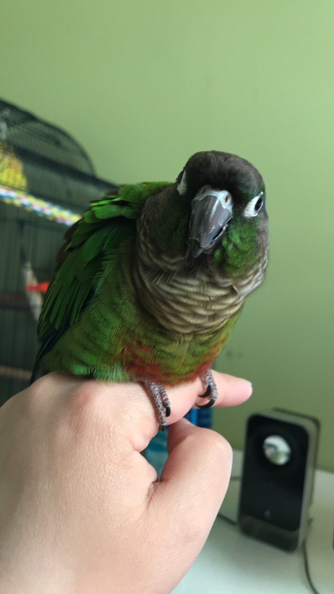 Koops๐ฆ๐พ ใแฆ๐ฝ๐ช๐๐๐ใ tweet media