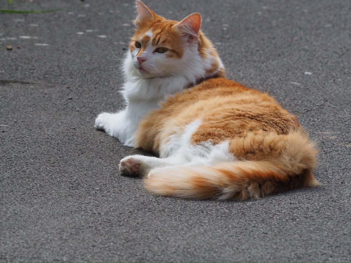 Bren2021🇬🇧🐾🦔 🇮🇱✡️ tweet media