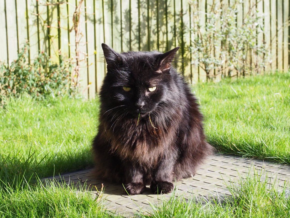 Bren2021🇬🇧🐾🦔 🇮🇱✡️ tweet media