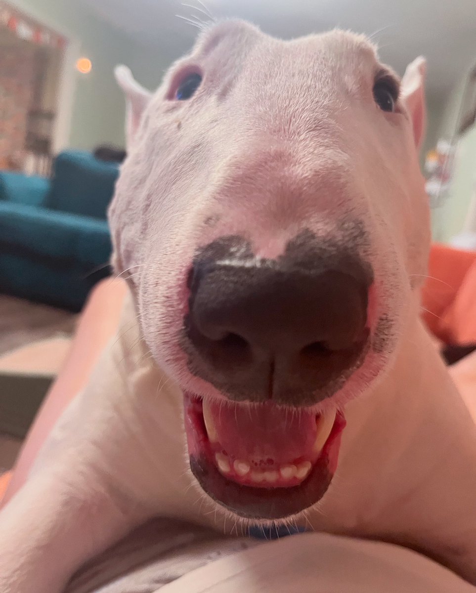 🐶 NELSON tweet media