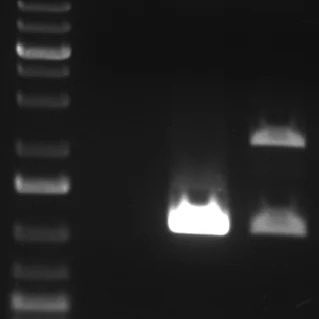 Jake Wintermute 🧬/acc tweet media