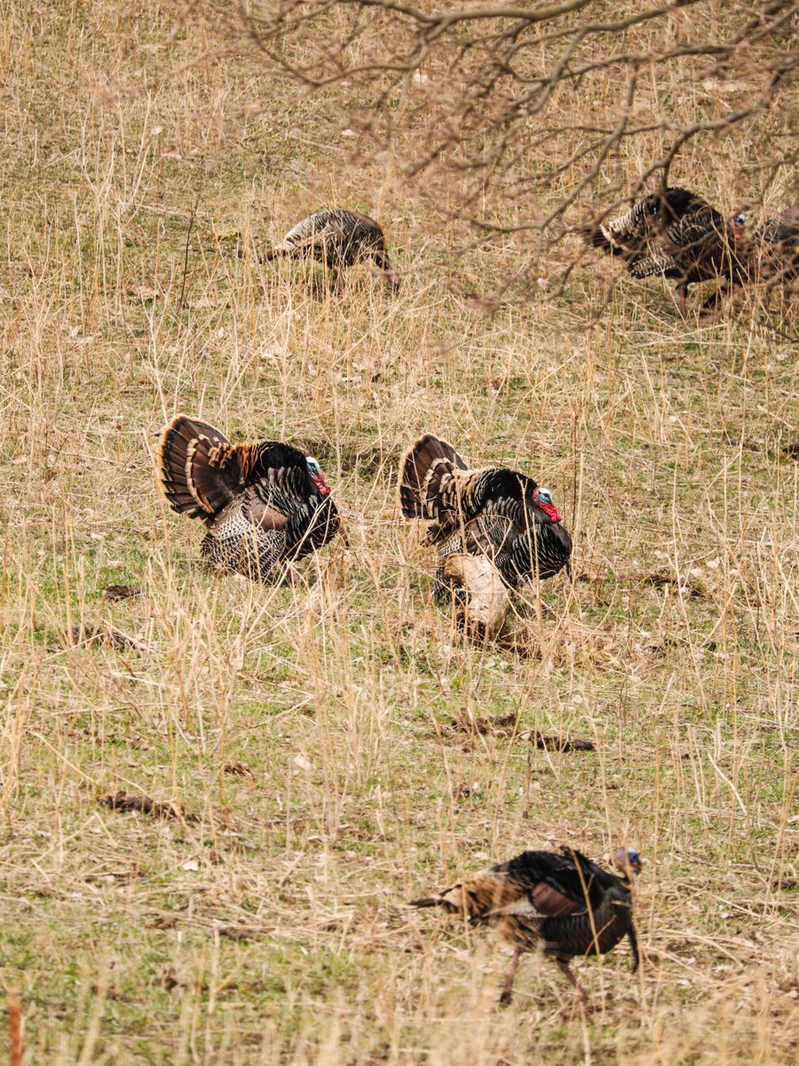 Bear Archery tweet media