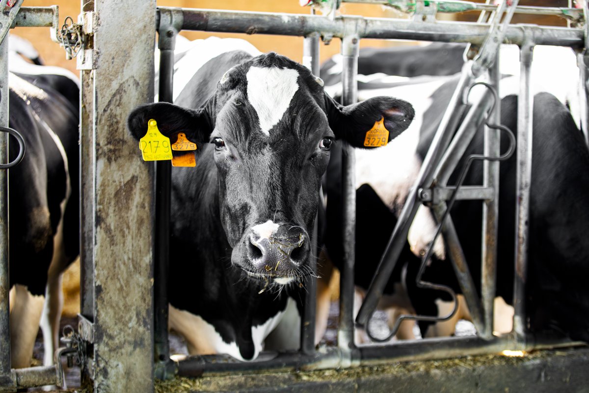 Benvinguts a Pagès tweet media