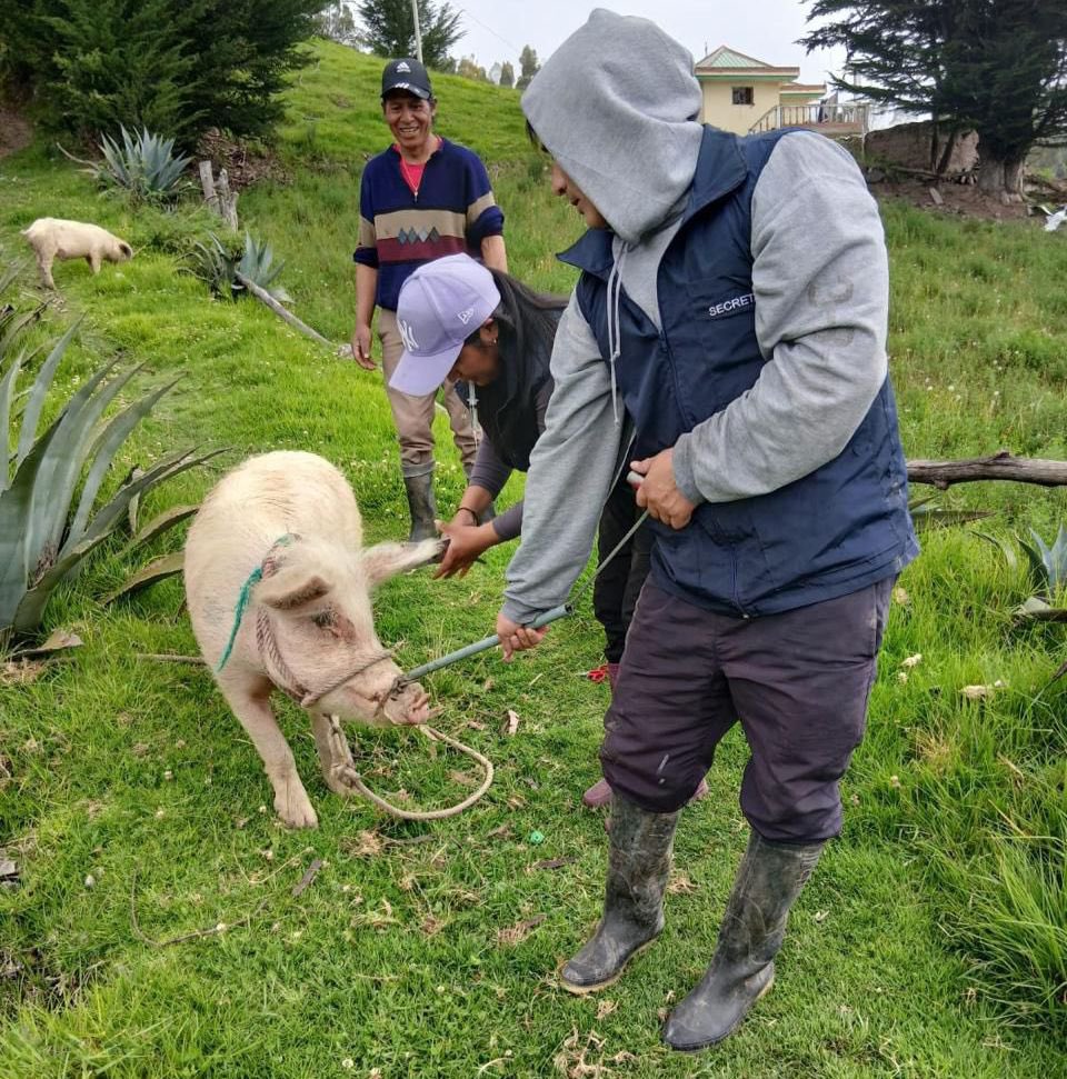 #Cañar | Realizamos el seguimiento de desempeño a brigadista de vacunación e identificación contra la Peste Porcina Clásica. 💪Controlamos la sanidad del sector agropecuario.
#PrevenciónSanitaria