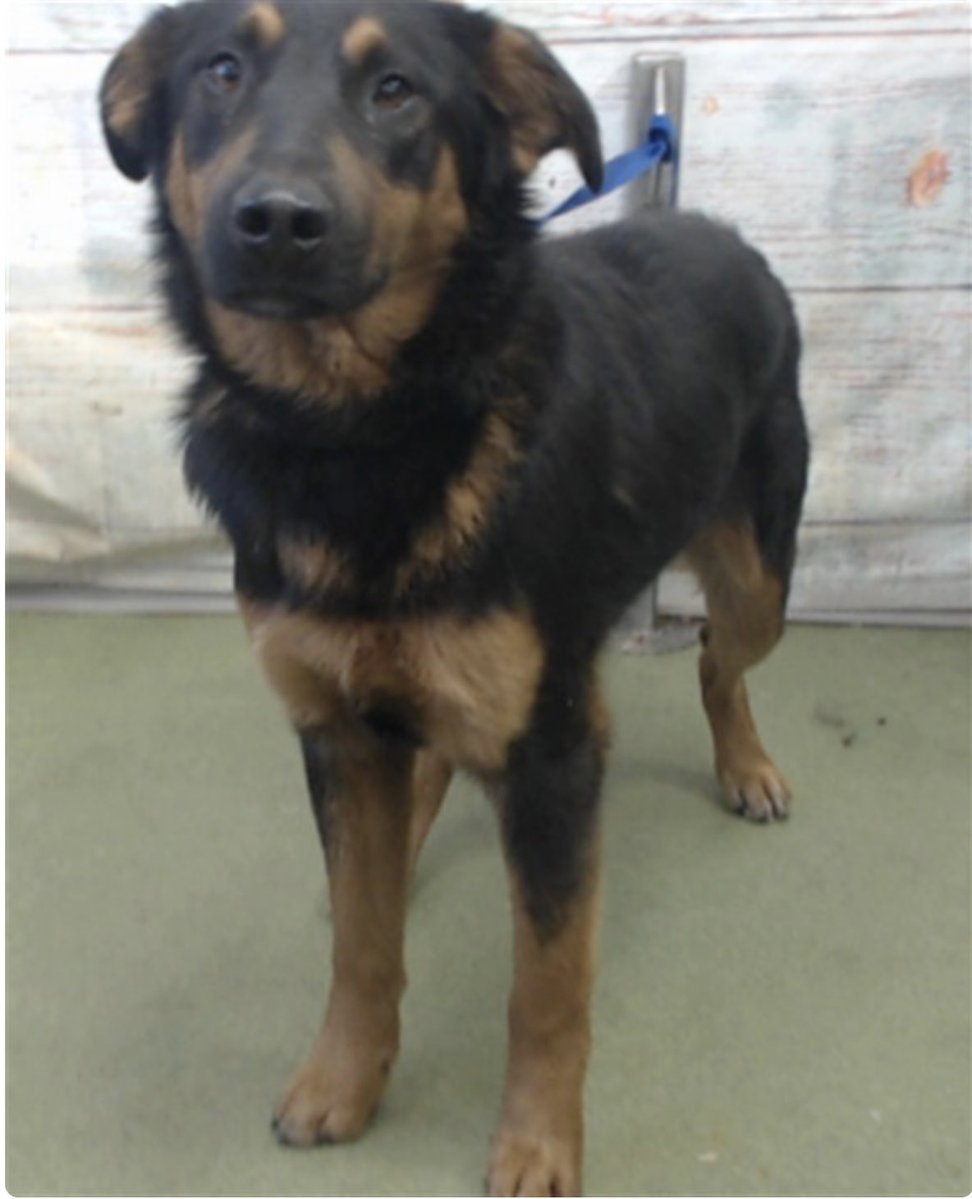 🆘EUTHANASIA🆘 THIS is Hamilton’s ONLY ONE post 😢

Hamilton #A838866 1yr old has zero post, zero visibility, i only saw him this morning when shelter sent their daily plea💔 He’s social and friendly, his only crime is being born in a 💩 system😭

And now his life has been