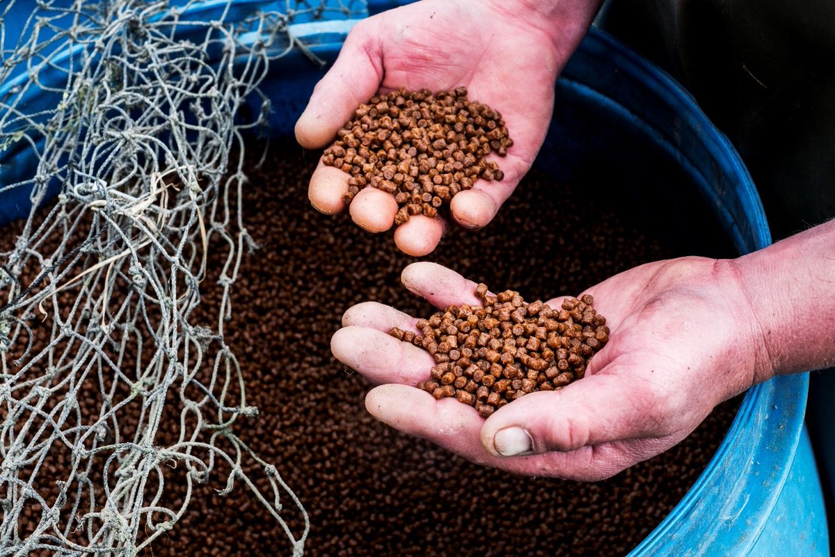 Global Dialogue on Seafood Traceability (GDST) tweet media