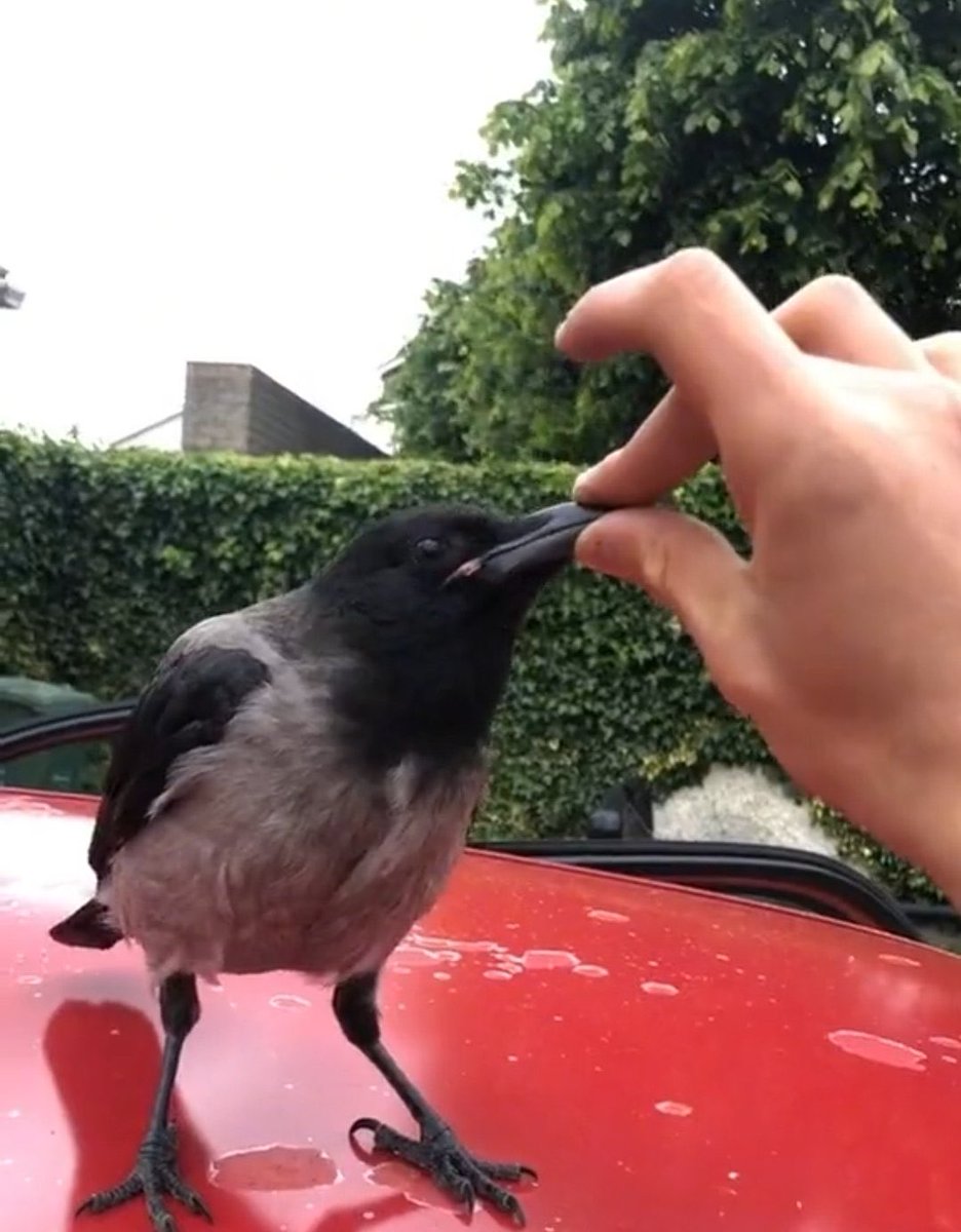 Céad Míle Fáilte (@coleymick) on Twitter photo 