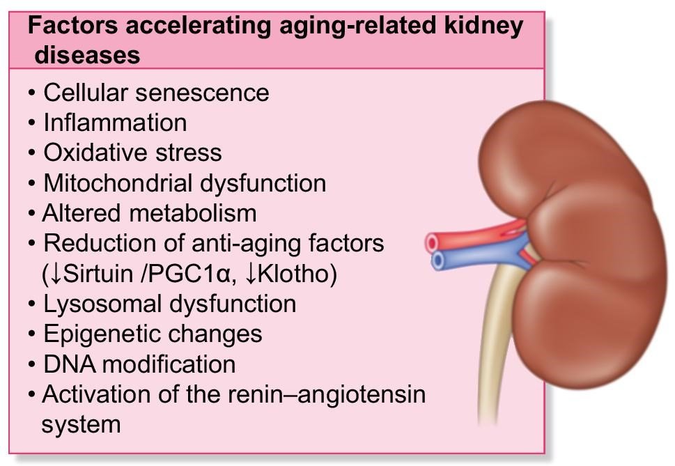 CKJsocial's tweet photo. Healthy aging and aging-related kidney diseases: 

lessons from centenarians

https://t.co/vCc6fYgEd6 https://t.co/ntL7nxOHxR