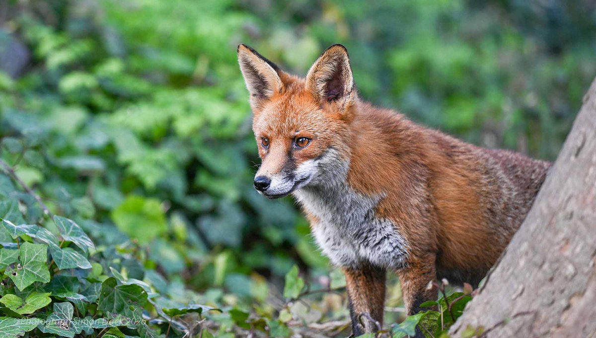 Simon Dack tweet media