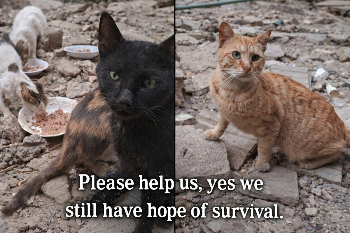 AnimalFriendsSh's tweet photo. When I look at the devastation around us, my heart aches and feels shattered. But the moment the cats gather over the rubble, eating and playing together, the scene becomes beautiful and strangely comforting.
Today, they taught me that life exists as long as there is someone who loves you, someone who cares for you, someone worth living for. I learned that love and doing good are the true beauty with which we must adorn our land and our hearts.
We love you deeply, and we always pray that goodness and peace surround you 🙏🫂.
🐱 Kindly, if you feel inspired to support our work and be part of this circle of compassion, your kindness truly makes a difference 🙏🐾🇵🇸.
‼️GoFundMe link of AFS furs https://t.co/NzALeMS1b6
‼️GoFundMe link of our families https://t.co/KF2gxq1lrj
‼️PayPal link is mentioned in our bio.