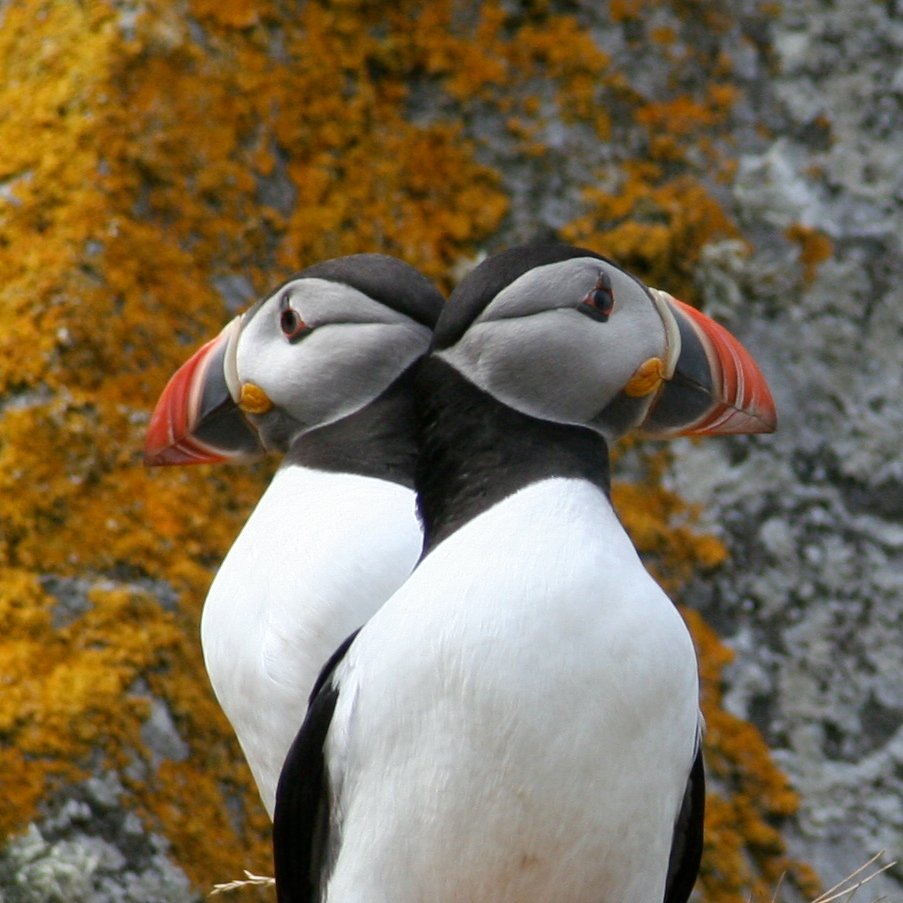 The Shiant Isles tweet media