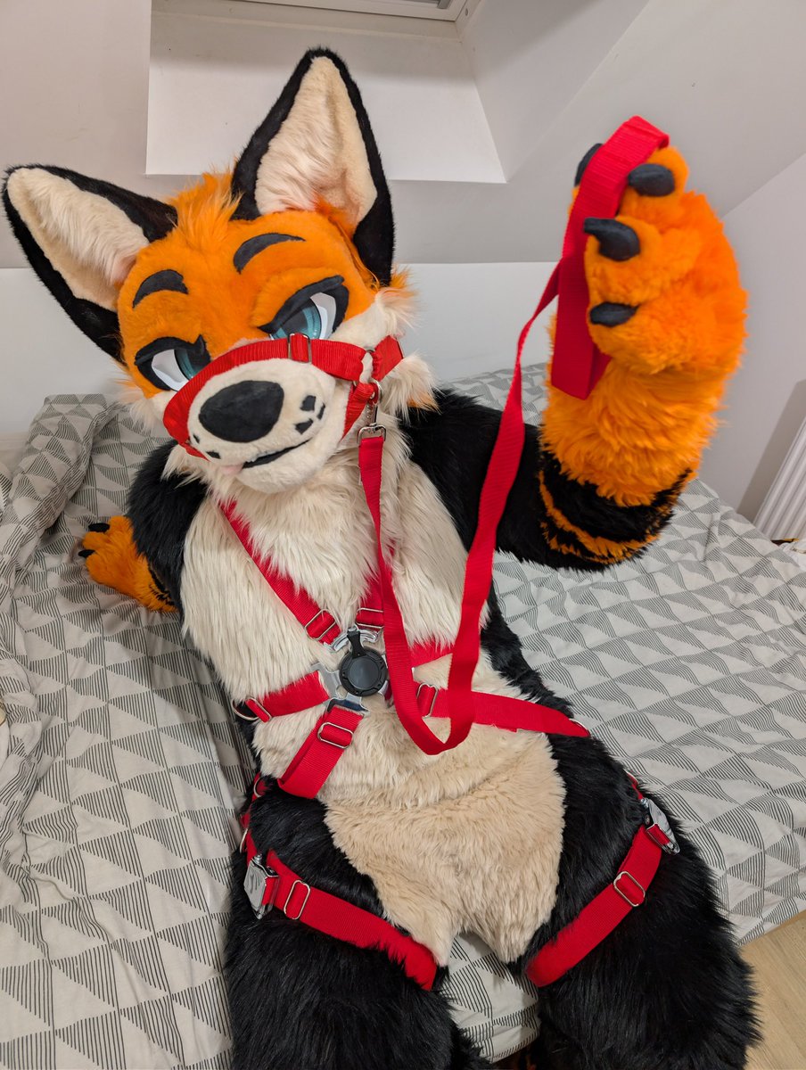 Gryve 🔜 Fauntastic / ATT1 tweet media