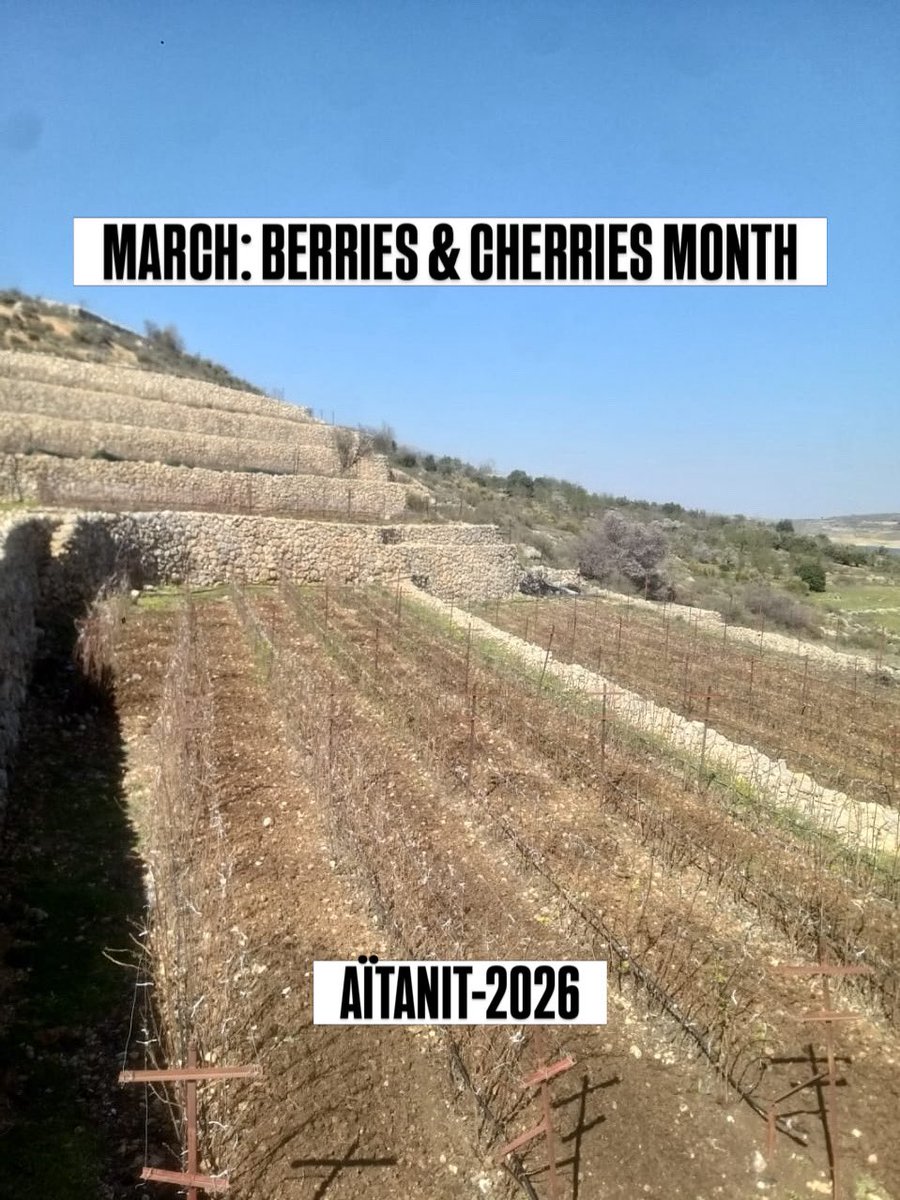 mptitsfruits's tweet image. #March is Berries &amp;amp; Cherries Month. 
For us at @mptitsfruits , March is when everything begins. It is the time we prepare the soil so that our #raspberry fields will be ready for harvest in #May.
This year is not an easy one. The town of #Mashghara in the #Western_Bekaa Valley