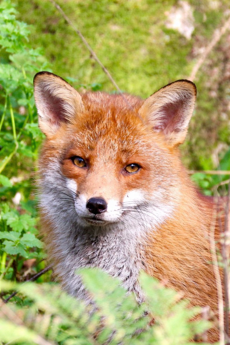 Photos2Print's tweet image. Whilst back in the UK for a few days after our epic journey through Malaysia &amp;amp; Thailand I was very pleased to come across this beautiful fox in my little wood at the end of my street. Such stunning animals. He was quite happy to sit and watch me. #fox #foxes #naturephotography