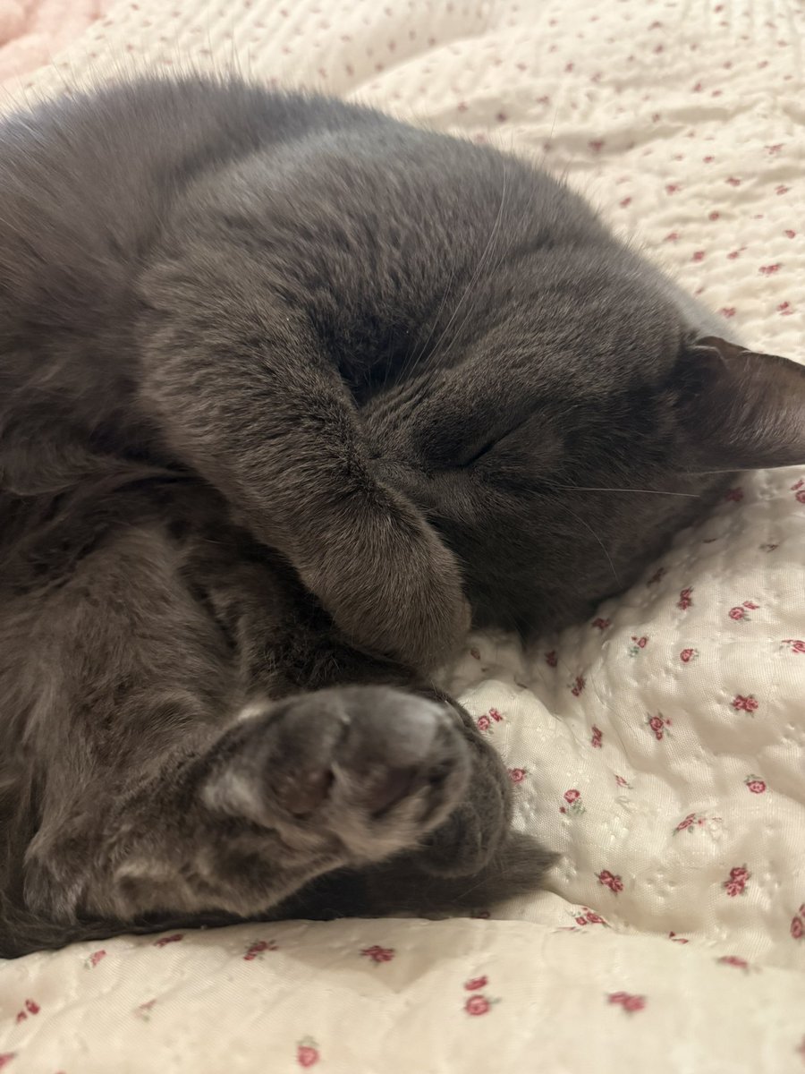 koohayase tweet media