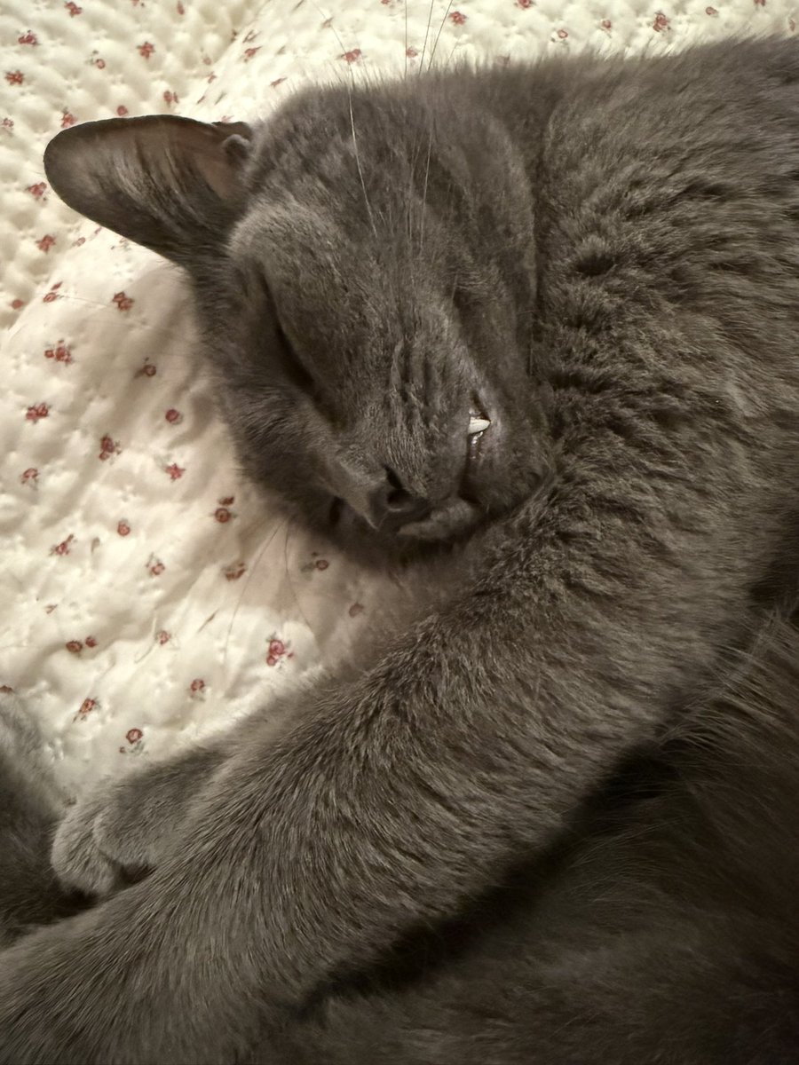 koohayase tweet media