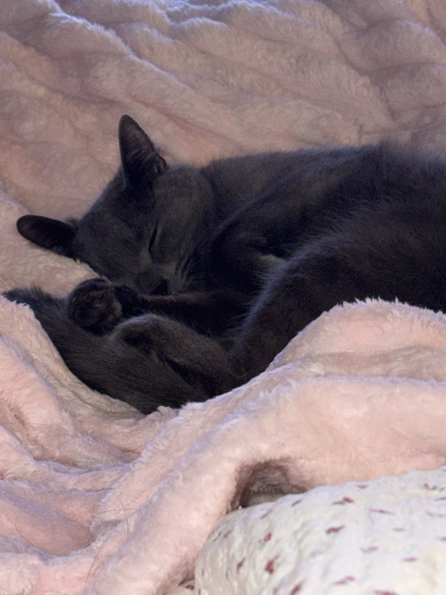 koohayase tweet media