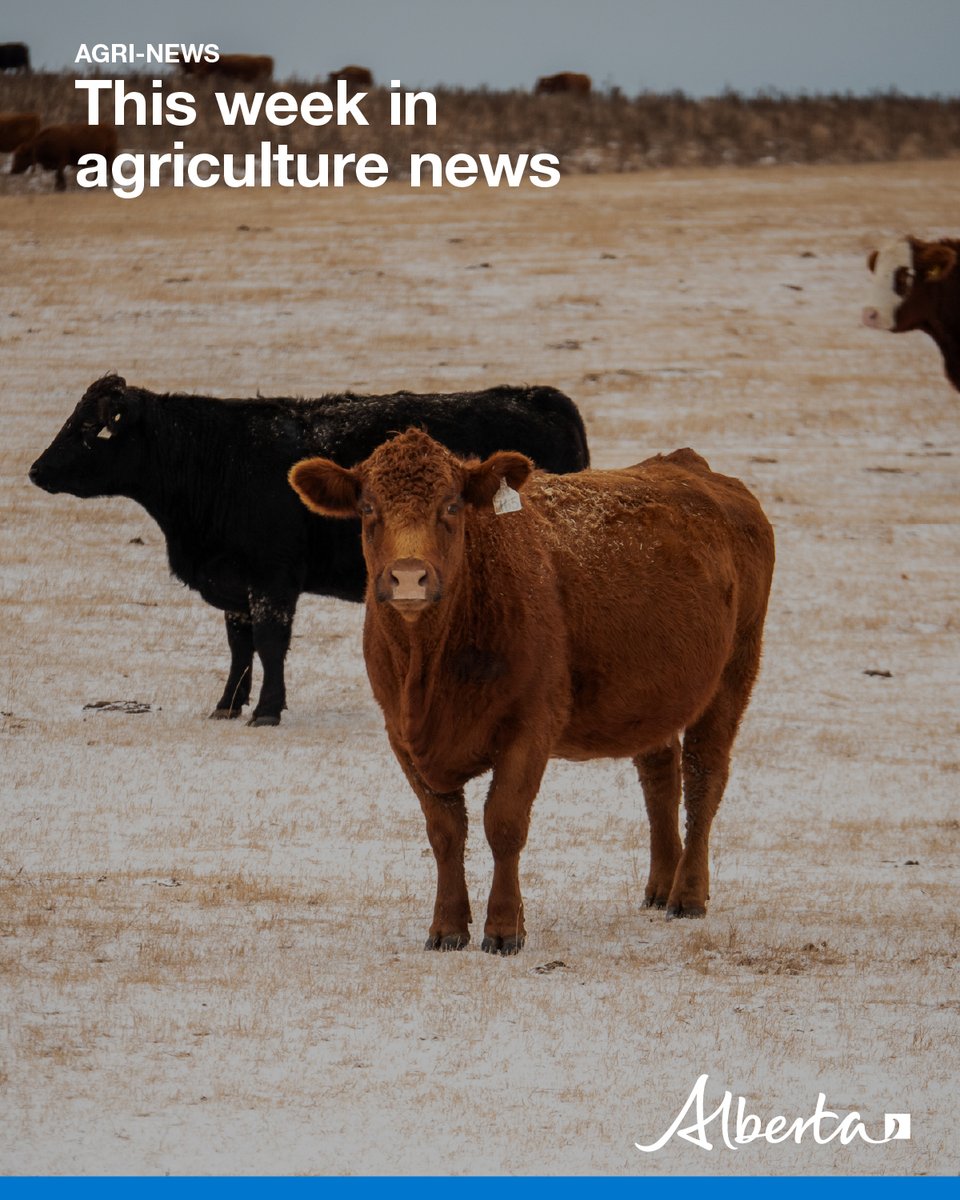 AlbertaAg's tweet image. This week in Agri-News:

🌾 Principal crops
📝 2026 Ag Census
📨 CCGA applications
🧮 Nutrient removal calculator
🚜 Plot2Farm Results
🐄 Show off your herd
🐗 Invasive Species Webinars
🌱 Crop diseases info
📆 Markets, events &amp;amp; more!

Read more: secure.campaigner.com/CSB/Public/arc… #abag