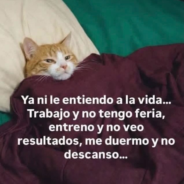 Mundo de Bigotes tweet media