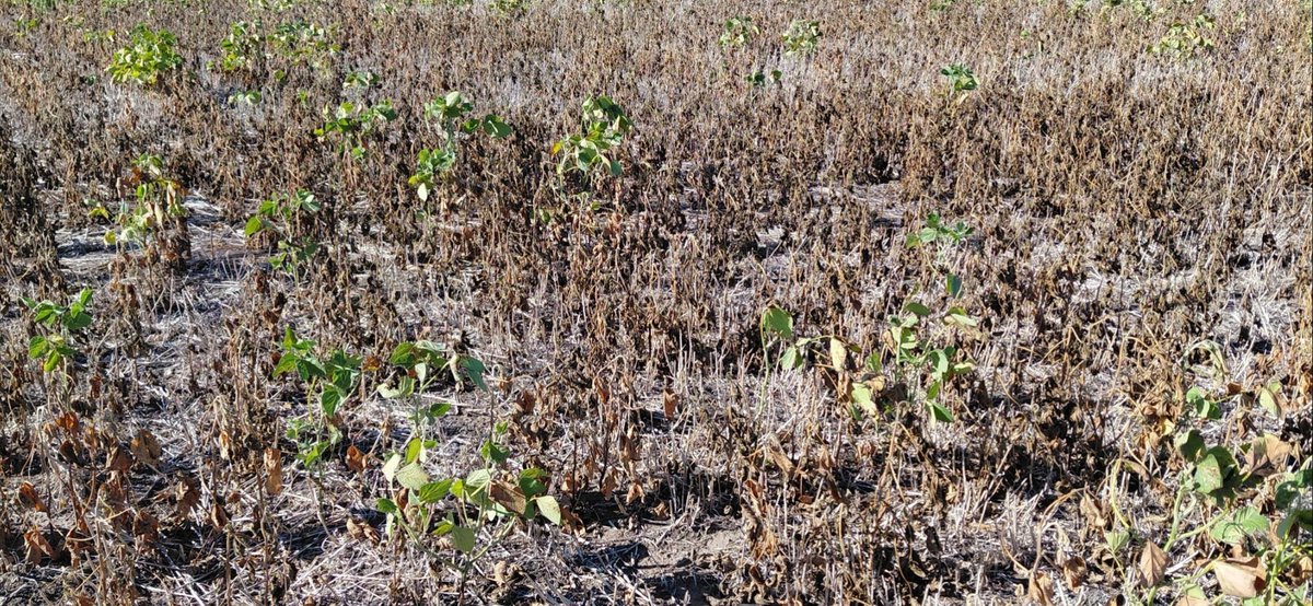 Hugo Zurbrigk 🇺🇾 tweet media