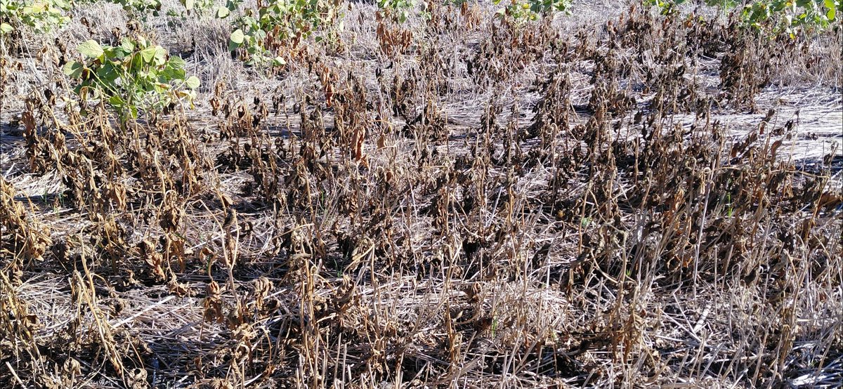 Hugo Zurbrigk 🇺🇾 tweet media