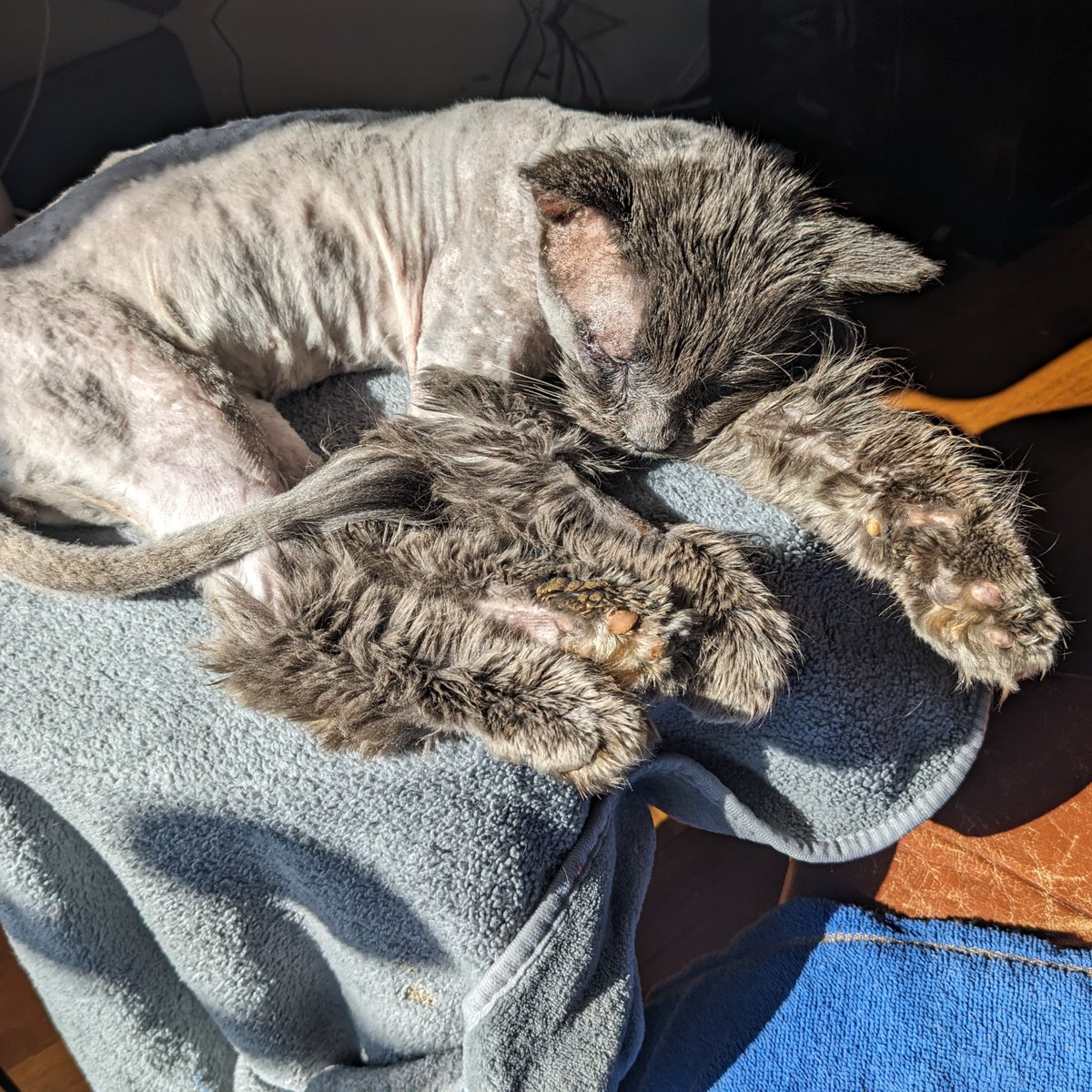 Tree House Humane Society tweet media