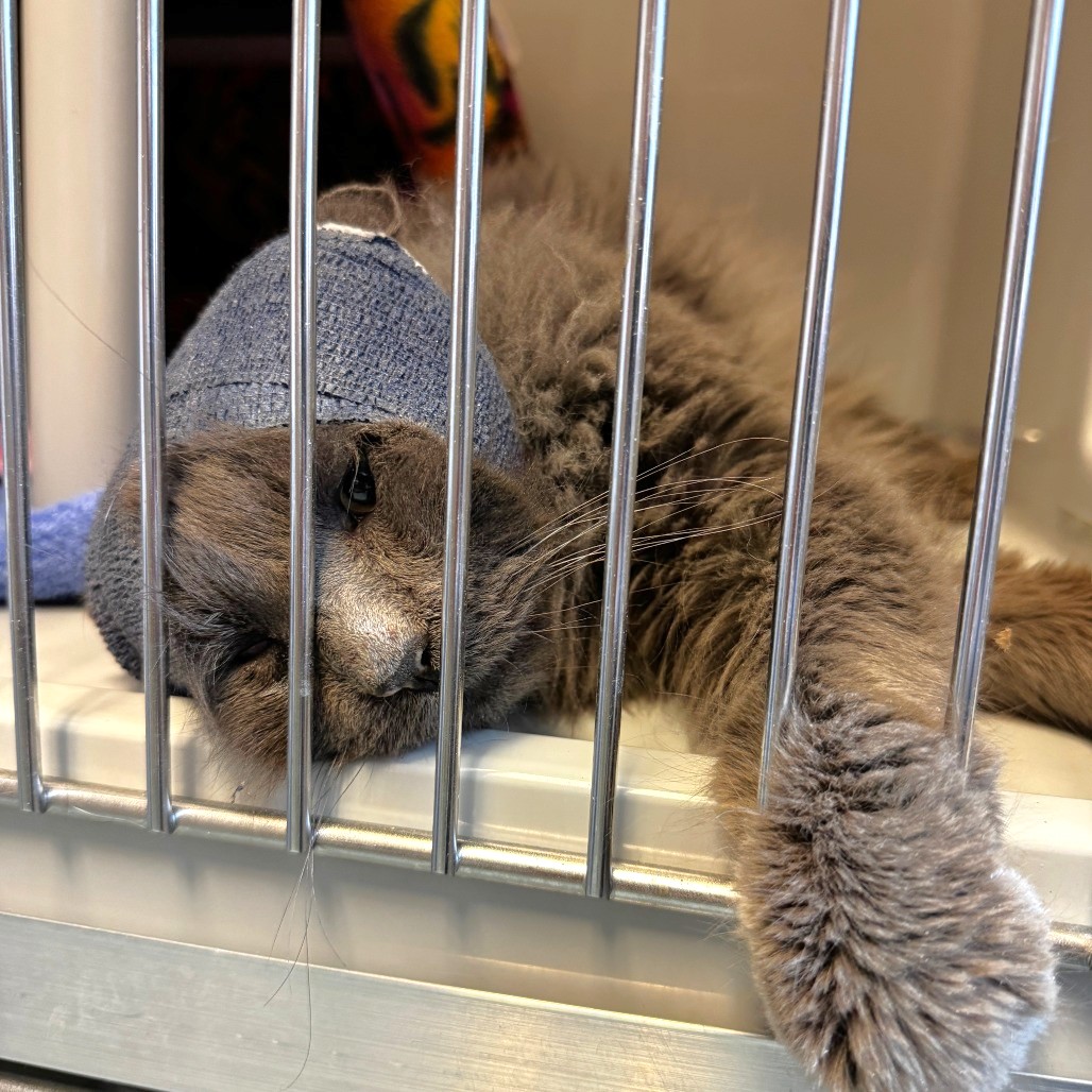 Tree House Humane Society tweet media