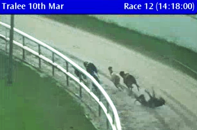 Ban Blood Sports tweet media