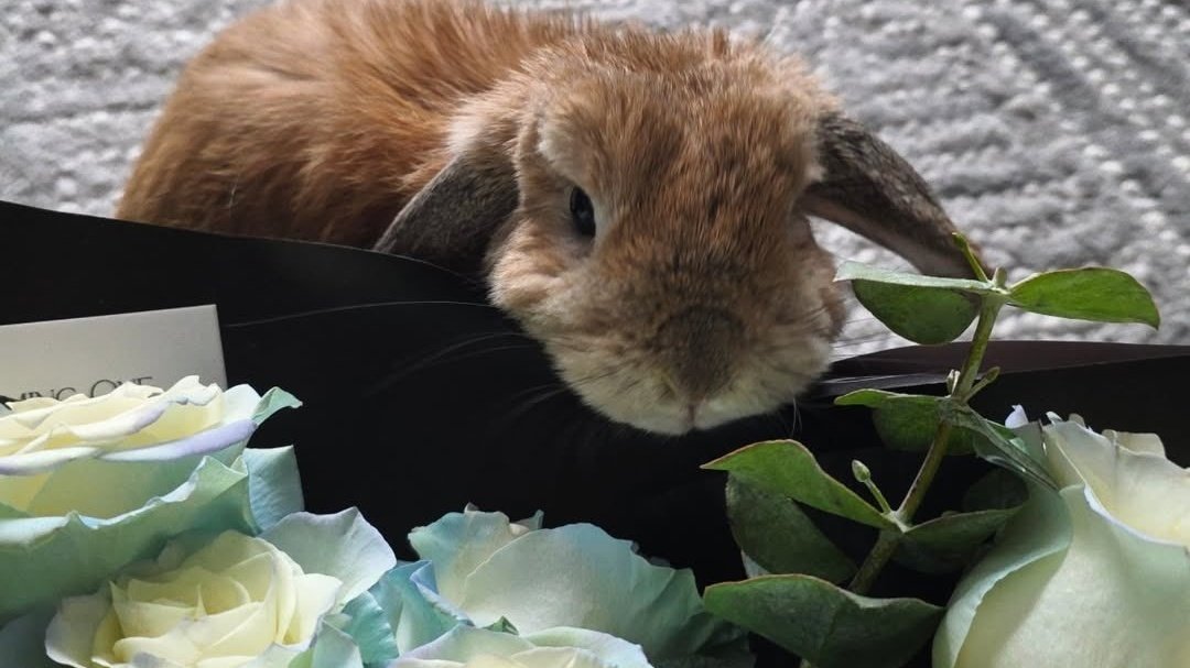 Julienne tweet media