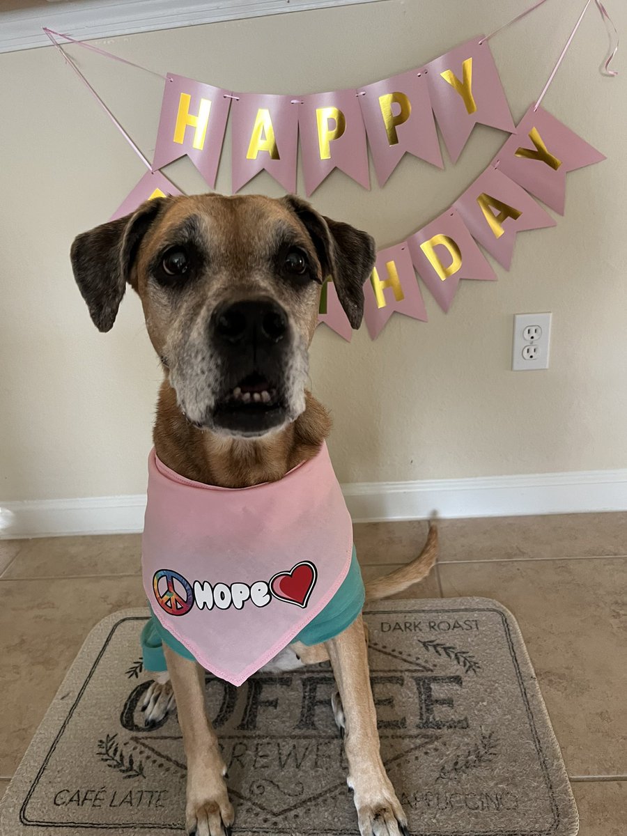 Frito 🐈 Leti 🐈⬛ Angel Hope 🐶 😇 🌈🐾❤️ tweet media