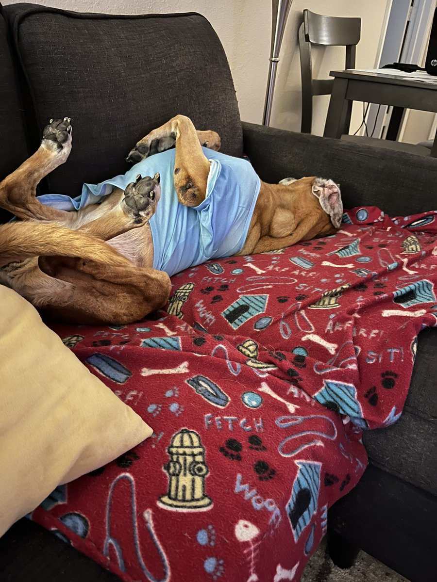 Frito 🐈 Leti 🐈⬛ Angel Hope 🐶 😇 🌈🐾❤️ tweet media