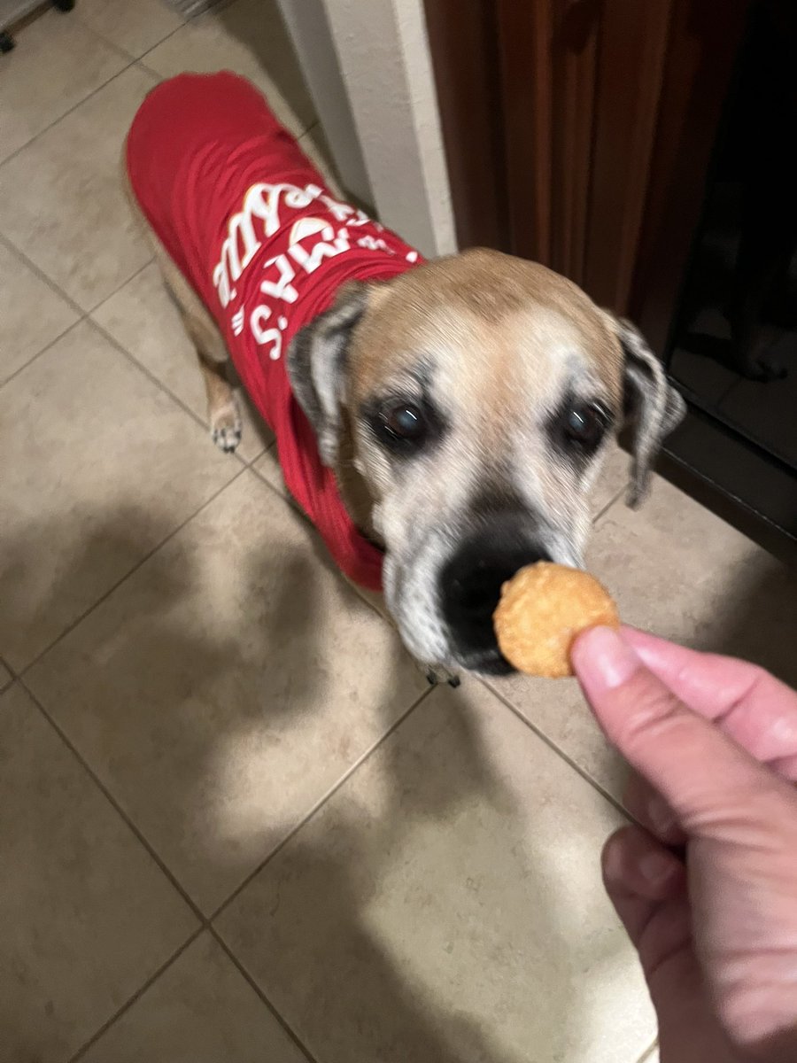 Frito 🐈 Leti 🐈⬛ Angel Hope 🐶 😇 🌈🐾❤️ tweet media