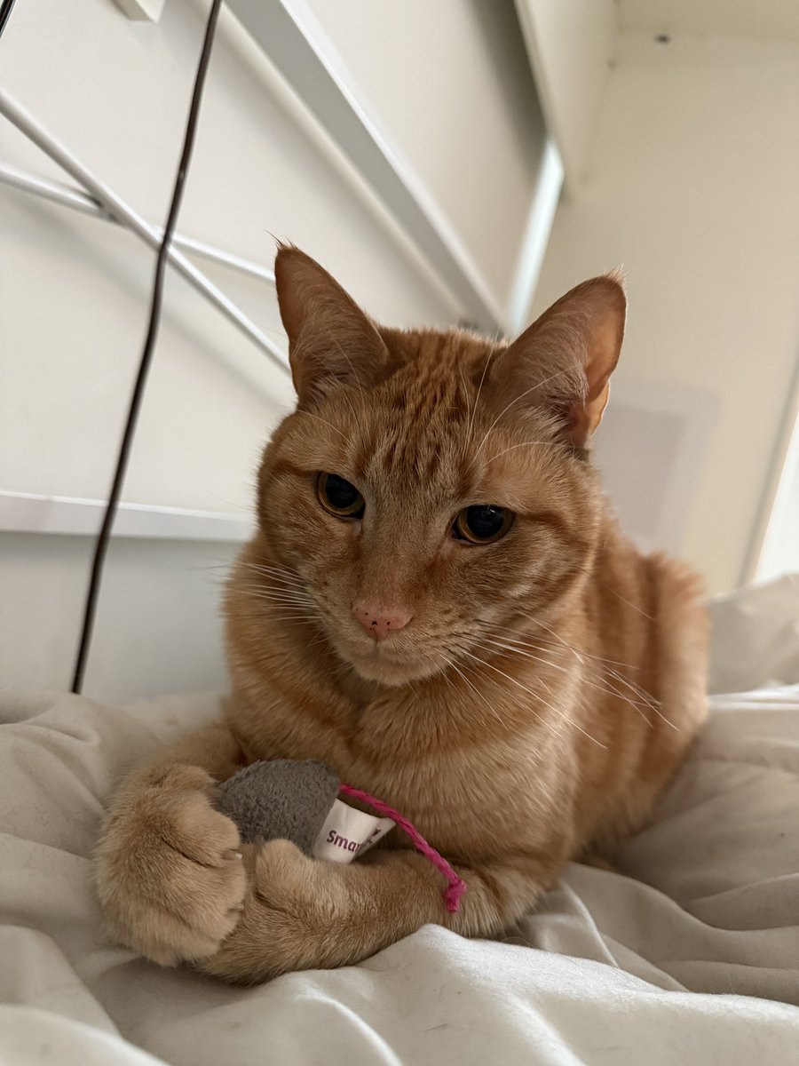 🗽Dinomitetwins 🦖📍✨NYC ✨ creators & streamers tweet media