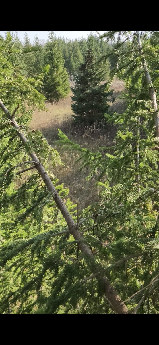 tweetcasting19's tweet photo. They say snow again next week. Lets hope for things to be green would be nice to smell the pines again.
🌲🌲🌲🌲🌲🌲🌲
#Missingsummer #NatureScenery https://t.co/G25Me2yQrS